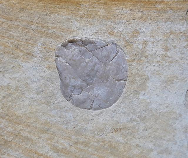 Terebratula sp. MUELLER 1776 - Bild © FossNet FossilienStore